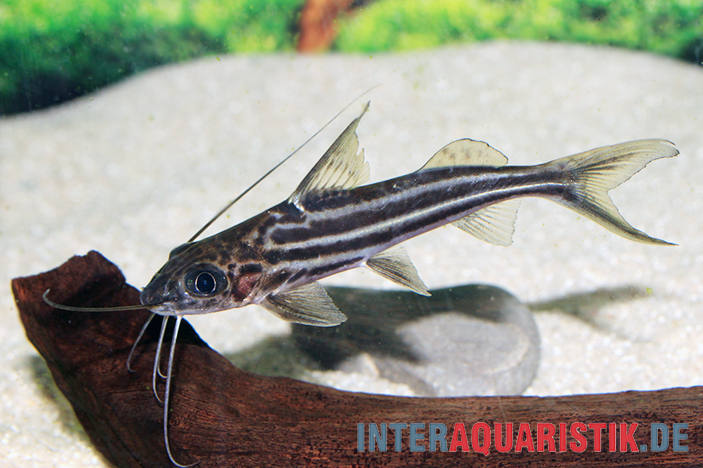 Streifiger Wels auf Holzdekor im Aquarium